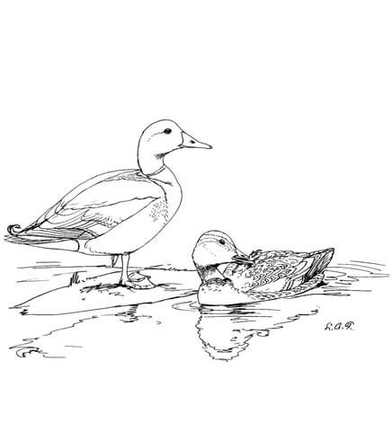 Two Mallard Ducks Coloring Page